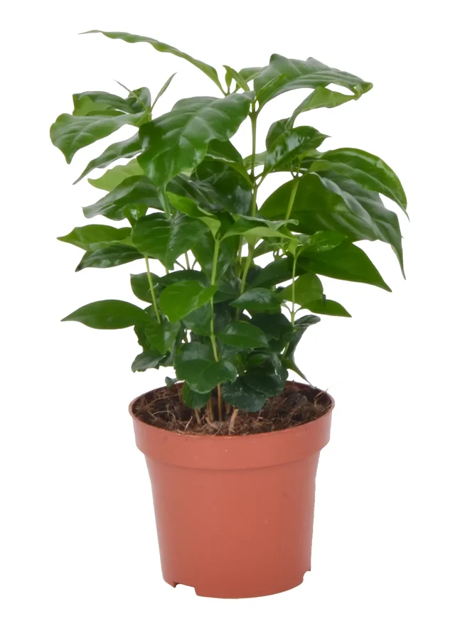 Kawa Coffea Arabica 25 cm