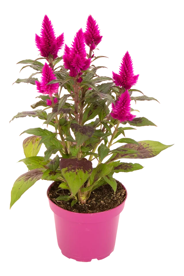 Celozja kłosowa Celosia Deep purple 35cm