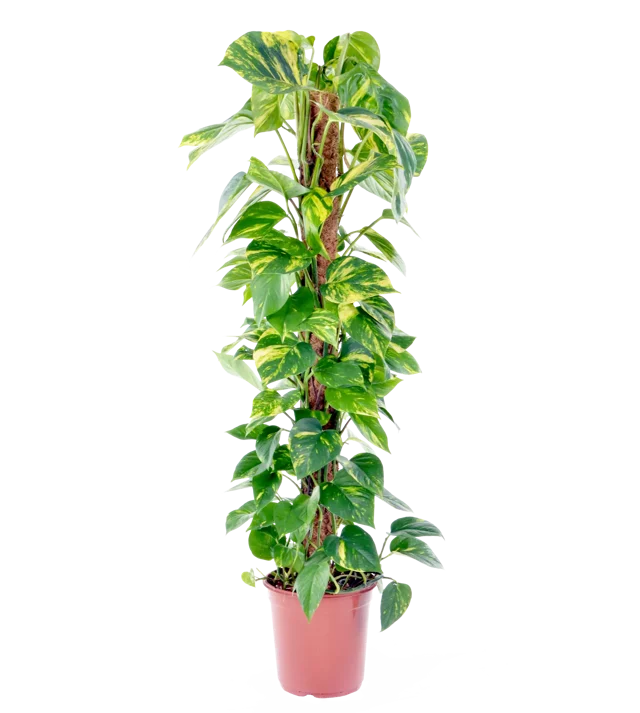 Epipremnum (Scindapsus) 'Aureum' 120 cm