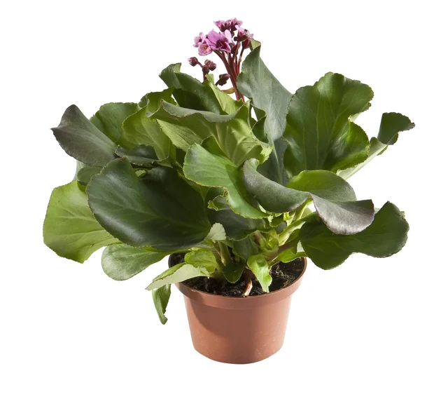 Bergenia 30 - 40 cm