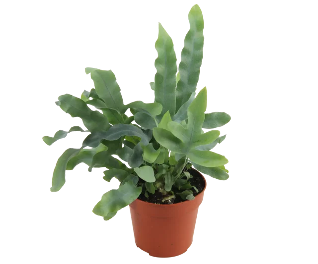 Flebodium aureum Blue Star 30 cm