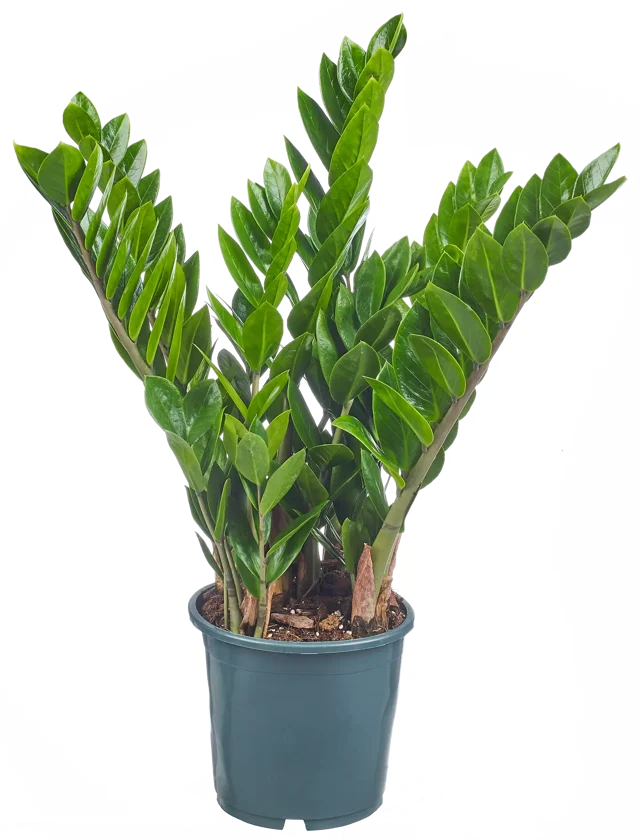 Zamiokulkas zamiolistny łac. zamiifolia 70 cm