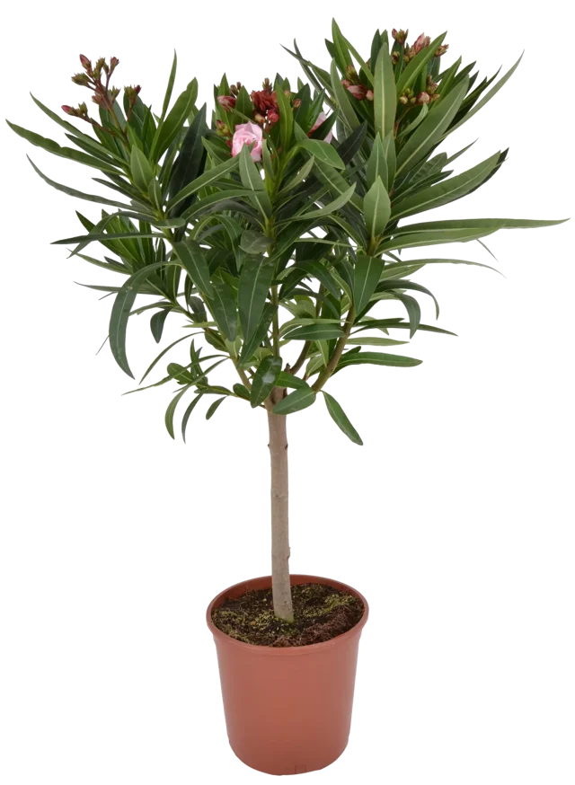 Oleander pospolity mix 70-80 cm