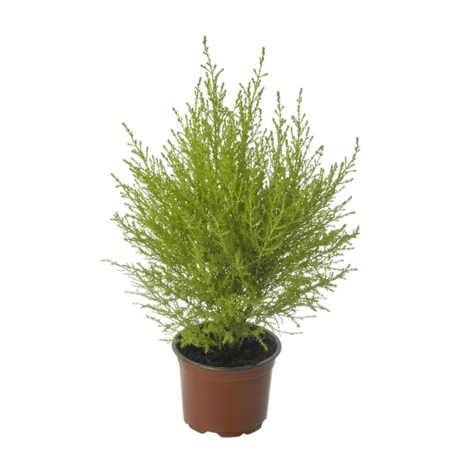 Green Houseplant 30-45 cm