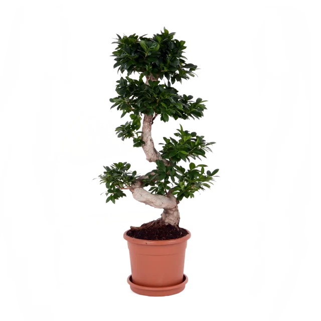 Bonsai Ficus Ginseng 90 cm