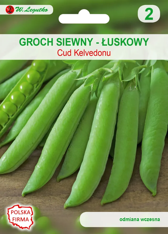 Groch siewny łuskowy Cud Kelvedonu nasiona 30g W. Legutko