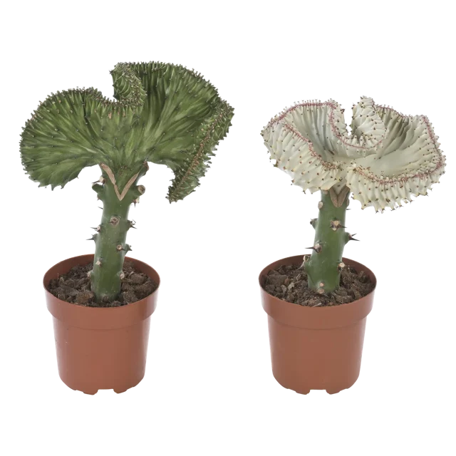 Wilczomlecz mleczny Euphorbia Lactea Cristata mix 35 cm