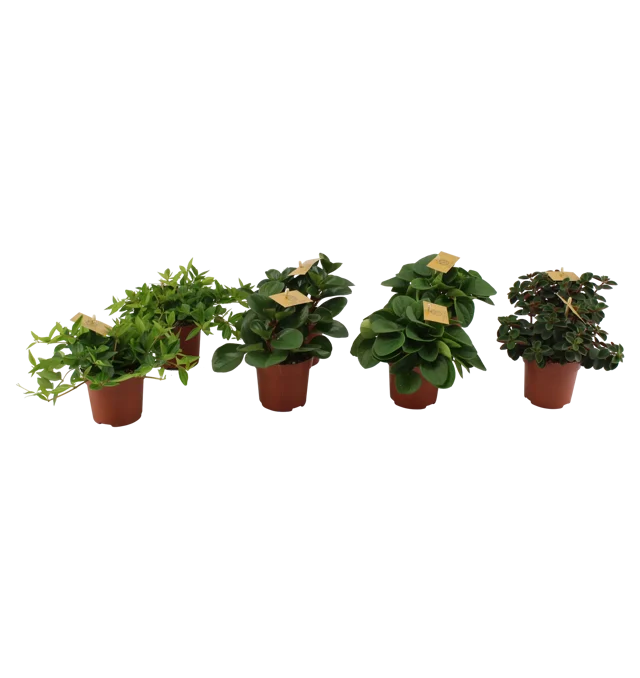 Peperomia mix 10-15 cm