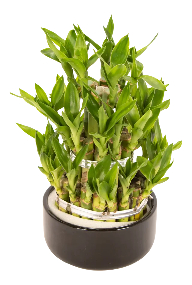 Dracena Lucky Bamboo Piramida 23 cm