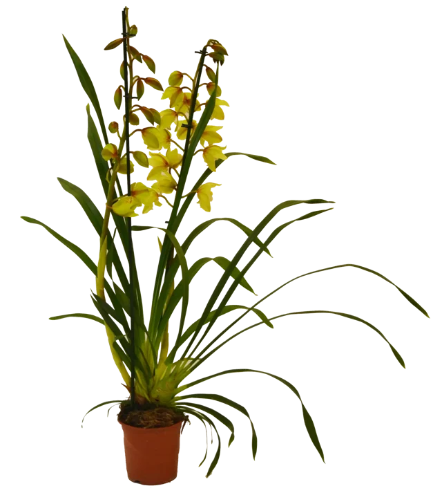 Storczyk Cymbidium mix 65-75cm 2 pędy