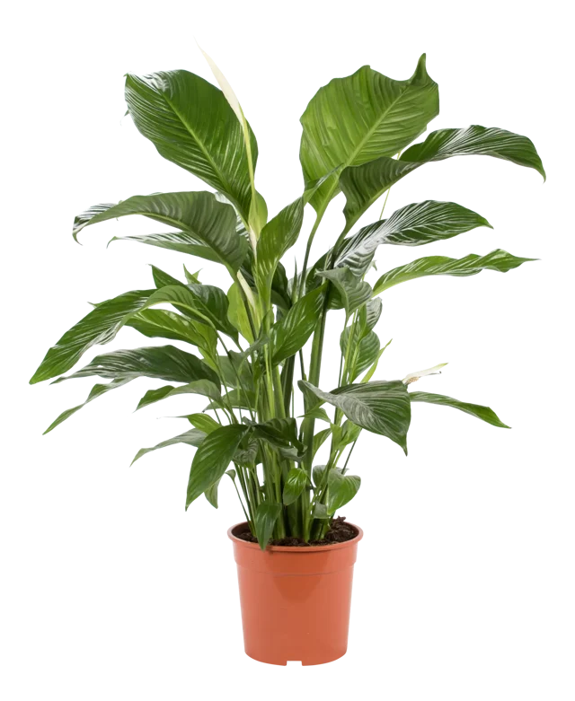 Skrzydłokwiat Spathiphyllum Sweet Lauretta 140cm