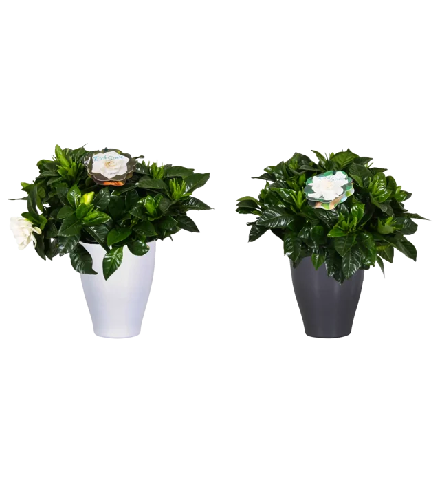 Gardenia w osłonce ceramicznej 25cm