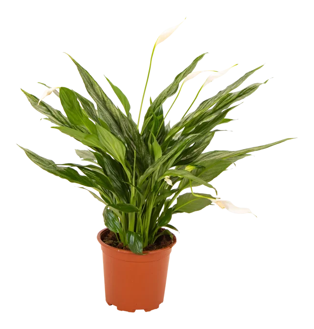 Skrzydłokwiat Spathiphyllum Silver Cupido 60cm