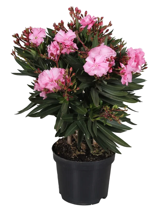 Oleander pospolity mix 30-40 cm