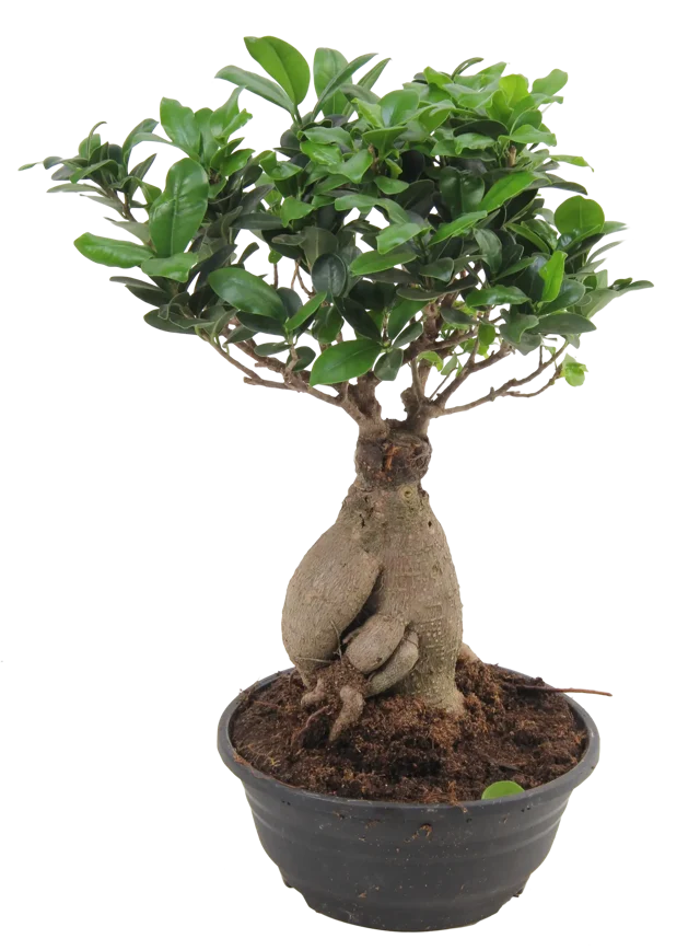 Bonsai Ficus Ginseng 40 cm