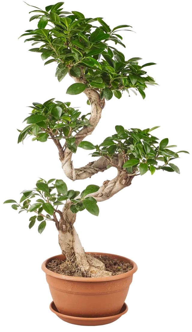 Bonsai Ficus Ginseng 70 cm