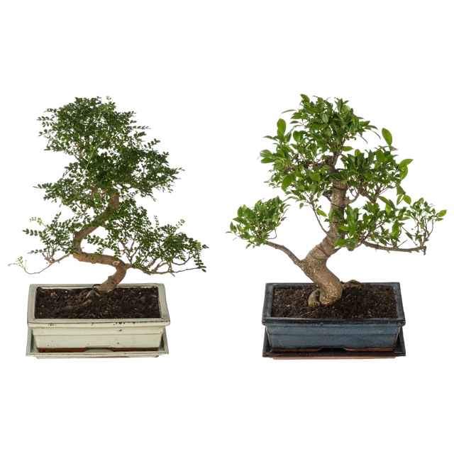 Bonsai mix 40 cm