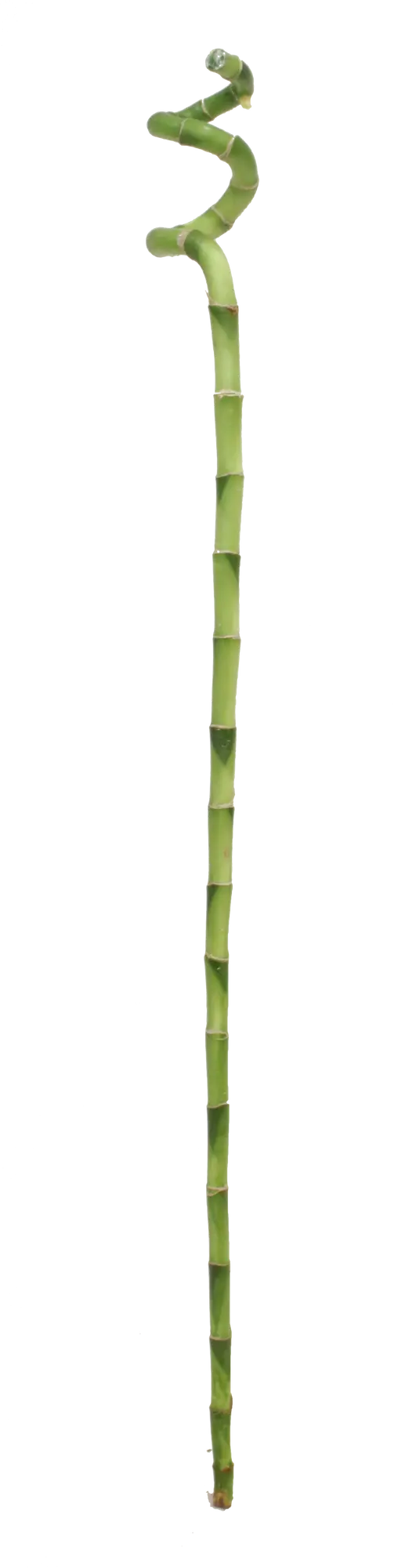 Dracena Lucky Bamboo Spirala 70 cm