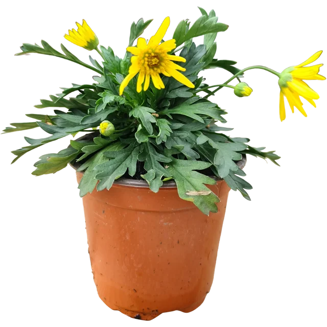 Euryops 15-20 cm