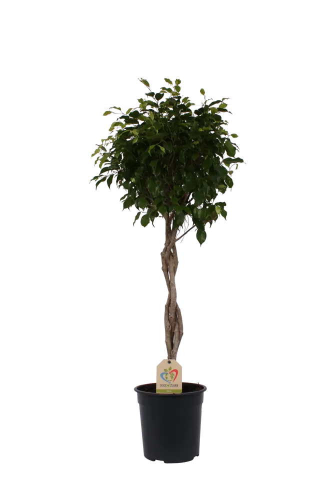 Fikus Benjamina Exotica forma pienna 140 cm