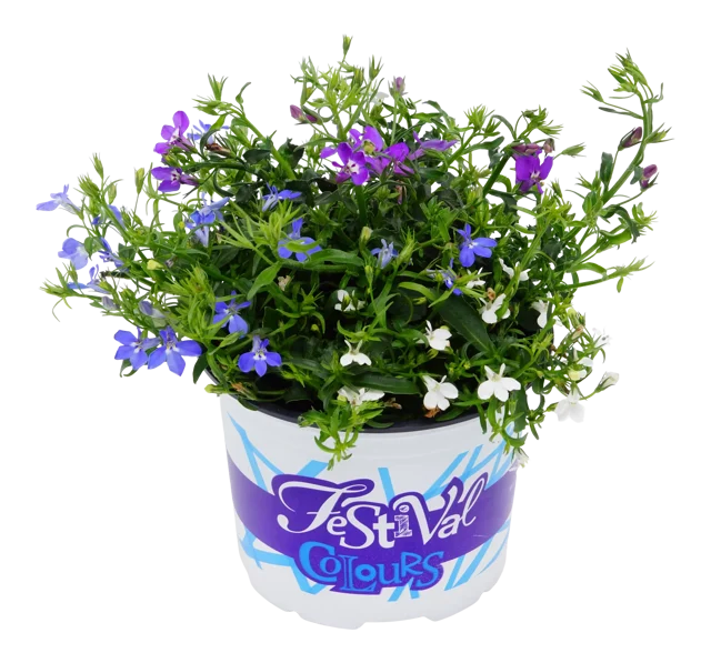 Lobelia Festival mix 15-20 cm