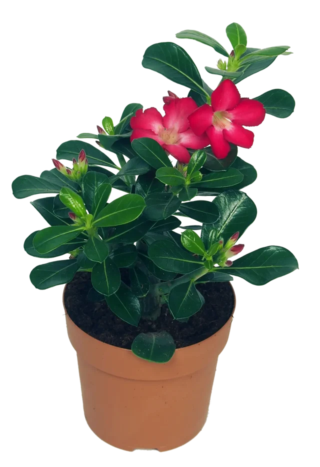 Róża pustyni Adenium Obesum Anouk 35 cm