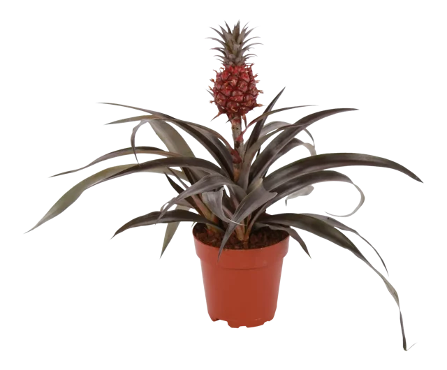 Ananas 'Champaca' 35 cm3