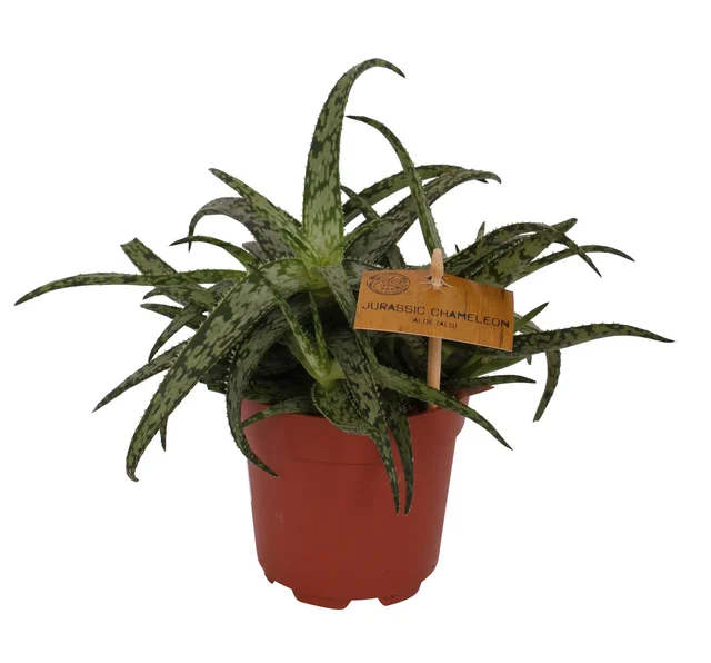 Aloes zwyczajny 'Jurassic Spider' 15 cm