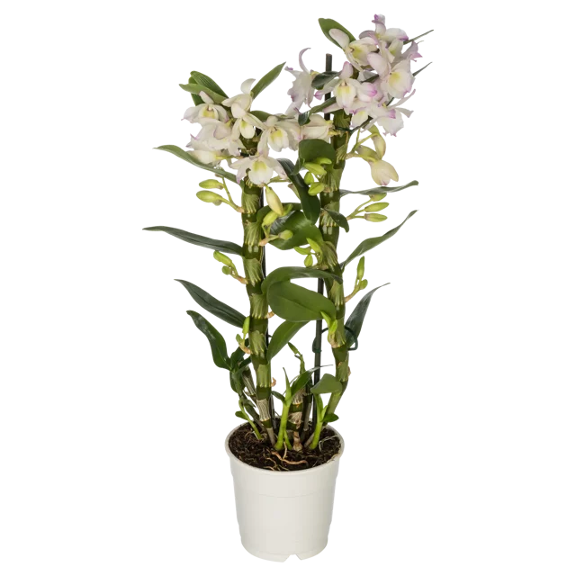 Storczyk Dendrobium nobile mix 45-55cm 2 pędy