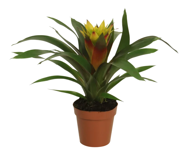 Guzmania 'Soledo' 45 cm