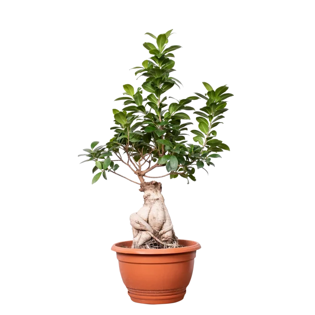 Bonsai Ficus Ginseng 65-80 cm