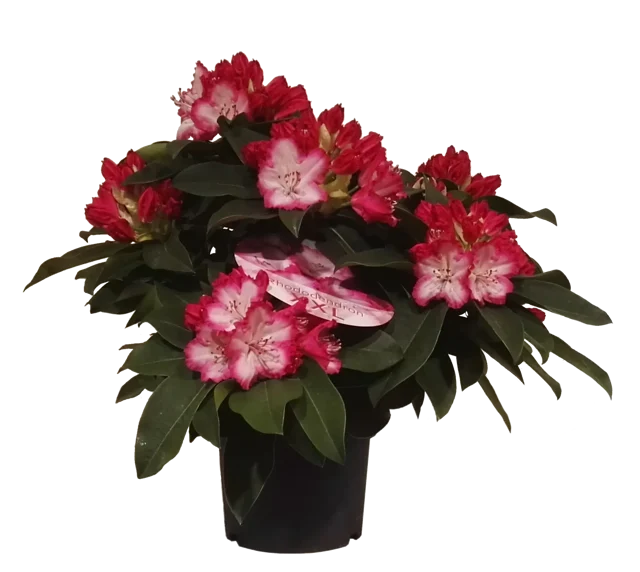 Rododendron Azalia Różanecznik xxl mix 40-50 cm