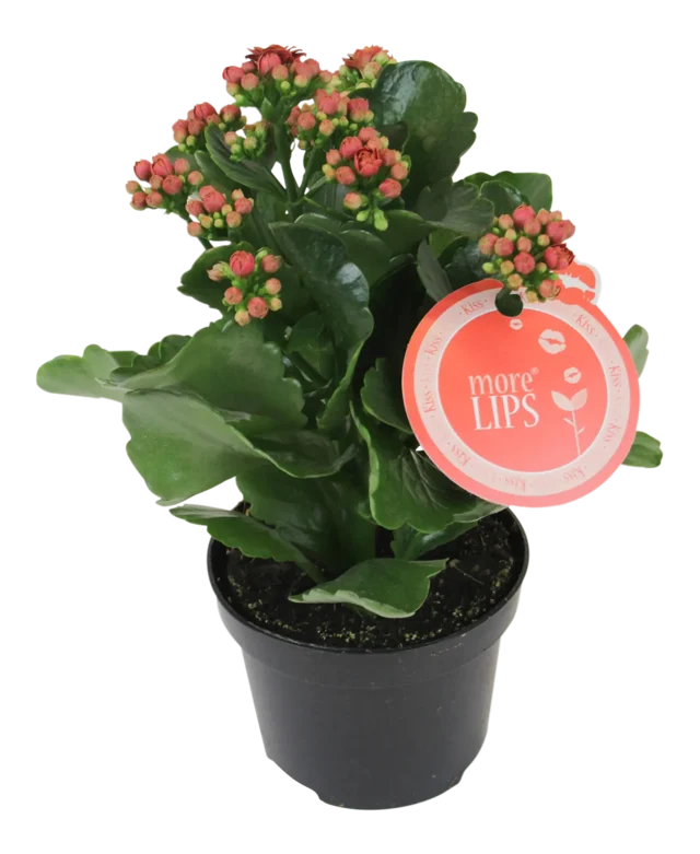 Żyworódka Kalanchoe MoreLips® mix 15cm