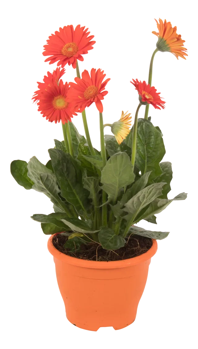 Gerbera Garvinea® MIX 45 cm