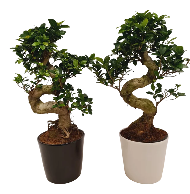 Bonsai Ficus Ginseng 55 cm