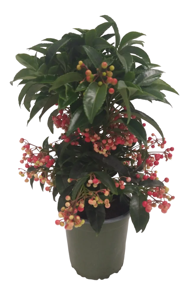 Ardizja Ardisia 40cm