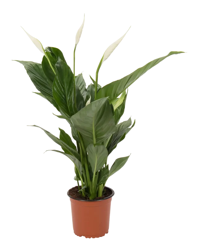 Skrzydłokwiat Spathiphyllum 50-60cm