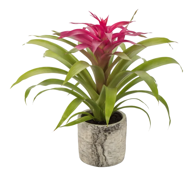 Bromelia w ozdobnej osłonce ceramicznej MIX 45 cm