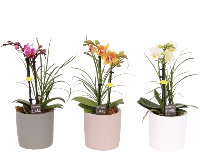 Storczyk Falenopsis 2 pędy + Nolina w osłonce ceramicznej 20 cm