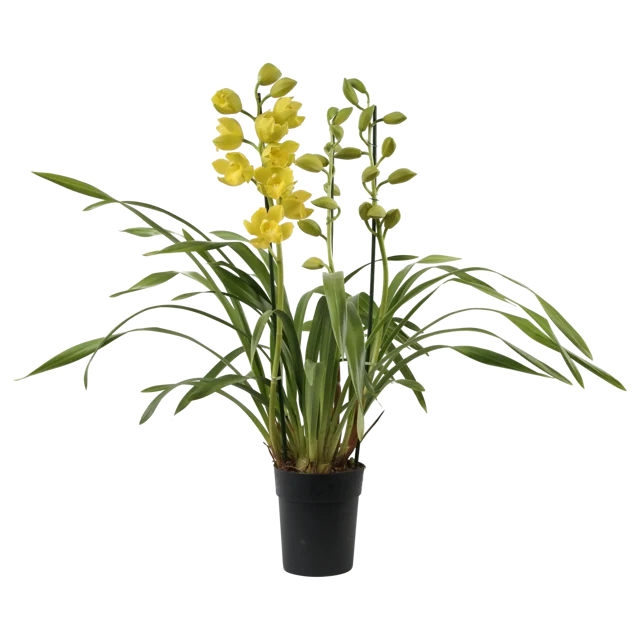 Storczyk Cymbidium Picobello 60cm 3-4 pędy