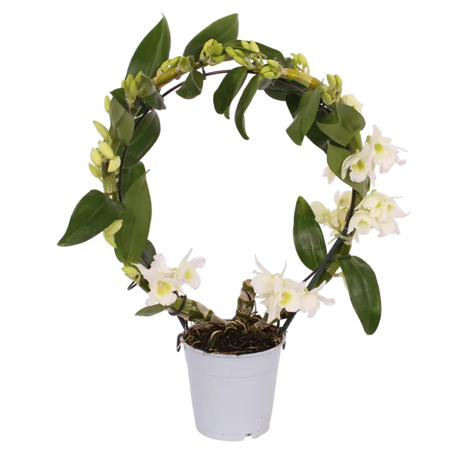 Storczyk Falenopsis Dendrobium Nobile Tiny Valencia 45-50 cm