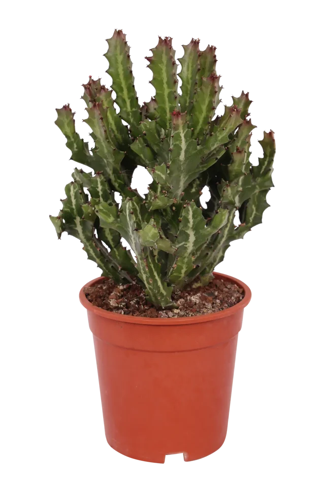 Wilczomlecz Euphorbia Trichona 40-55 cm