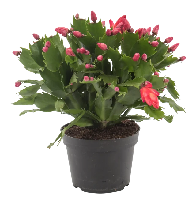 Grudnik Szlumbergera czerwona 28 cm