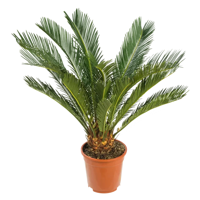 Sagowiec Cycas Revoluta 60-70 cm