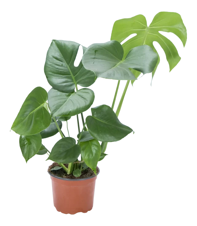 Monstera dziurawa łac. deliciosa 45-55 cm