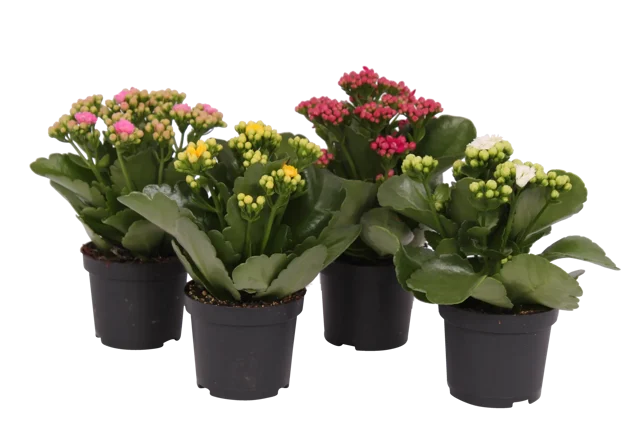 Kalanchoe mix 20cm