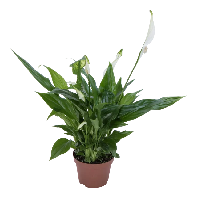 Skrzydłokwiat Spathiphyllum Pearl 30cm