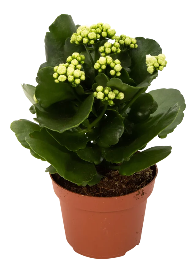 Żyworódka Kalanchoe biała 30cm