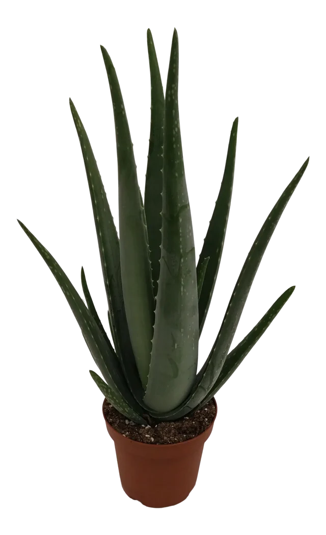 Aloes Barbadensis 30 cm