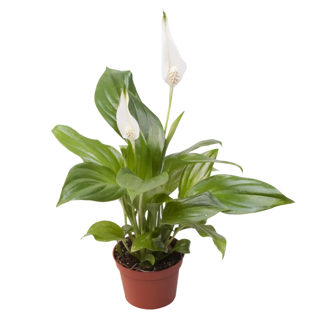 Skrzydłokwiat Spathiphyllum Pearl Cupido 15cm